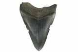 Juvenile Megalodon Tooth - South Carolina #172149-1